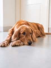 Golden Retriever Dog lying on the ground