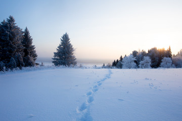 Winter landscape. Frosty sunny day in winter. Forest under white snow.