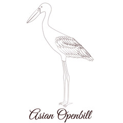 Asian openbill cartoon bird coloring