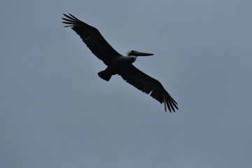 pelican in flyght