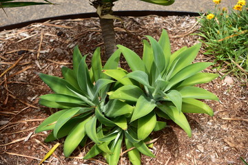 Fototapeta premium 南国植物