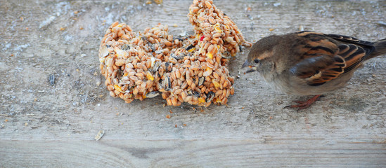 House sparrow passer domesticus birdeating seeds and grains on wooden plank background outdoors at...
