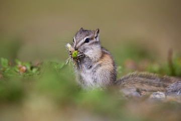 Streifenhörnchen chipmunk wildlife Kanada