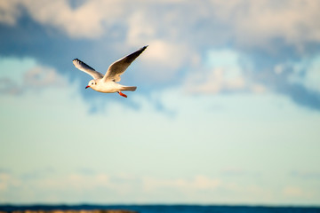 Black headed seagull flying deep over the Baltic sea