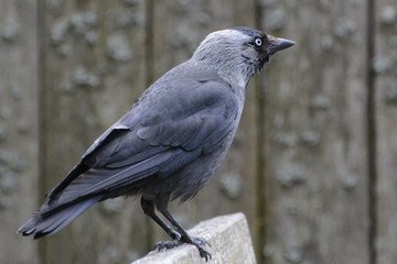 Eurasian Jackdaw portrait of bird perched on bench looking away
