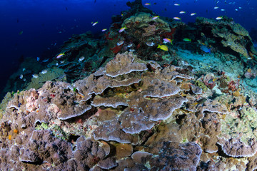 Naklejka na ściany i meble Clouds of tropical fish swarm around hard corals on a tropical coral reef in Thailand