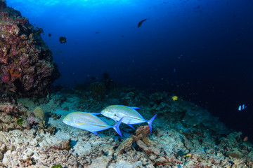 Fototapeta na wymiar Bluefin Trevally (Caranx melampygus) hunting on a tropical coral reef