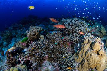 Clouds of colorful tropical fish swimming around a healthy tropical coral reef
