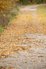 autumn leaves on the road