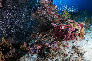 Predatory Lionfish patrolling a tropical coral reef at sunrise