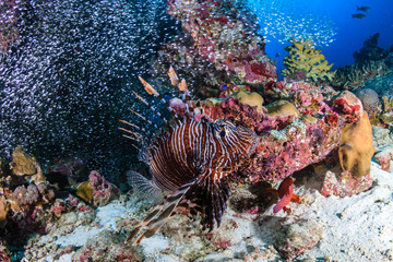 Predatory Lionfish patrolling a tropical coral reef at sunrise