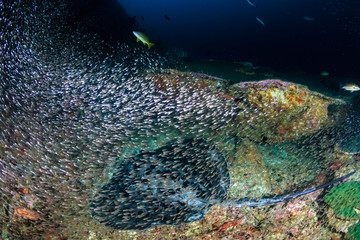 Naklejka na ściany i meble A huge Marble Stingray (Taeniura meyeni) under a ledge on a deep, dark tropical coral reef (Ko Bon)