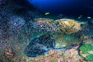 A huge Marble Stingray (Taeniura meyeni) under a ledge on a deep, dark tropical coral reef (Ko Bon)