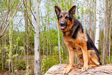 Dog German Shepherd outdoors in a summer