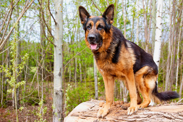 Dog German Shepherd outdoors in a summer