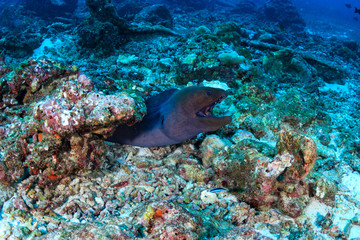 Naklejka na ściany i meble A Giant Moray Eel (Gymnothorax javanicus) on a tropical coral reef in Asia