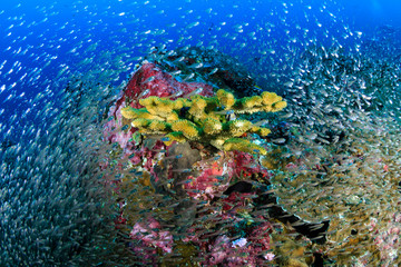 Fototapeta na wymiar Clouds of tropical fish swarm around hard corals on a tropical coral reef in Thailand