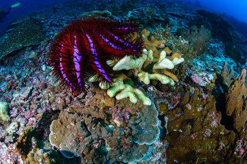 A colorful but damaging Crown of Thorns Starfish (Acanthaster planc) feeding on hard corals on a tropical coral reef