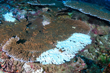 A bleached table coral (Acropora) on a tropical coral reef in Thailand's Similan Islands