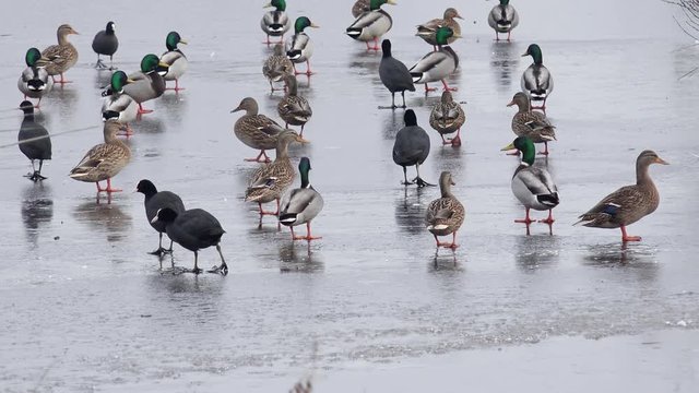 mallard and eurasian coot  running on the frozen pond in winter