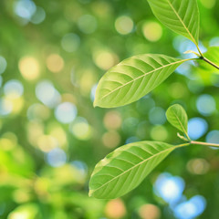 Closeup of green leaf on blurred green background with copy space. Can be use as natural green background wallpaper, ecology, fresh greenery wallpaper concept.