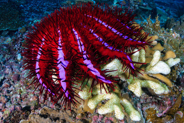 A colorful but damaging Crown of Thorns Starfish (Acanthaster planc) feeding on hard corals on a...