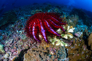 A colorful but damaging Crown of Thorns Starfish (Acanthaster planc) feeding on hard corals on a tropical coral reef