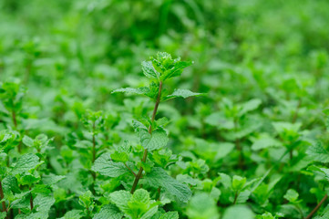 Green mint plant in growth at vegetable garden