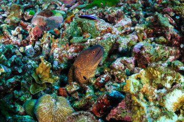 Moray Eel in an areas of dead coral on a damaged tropical coral reef