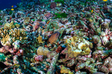 Moray Eel in an areas of dead coral on a damaged tropical coral reef