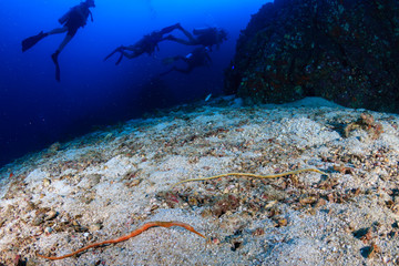 Naklejka na ściany i meble A pair of bent stick Pipehorses hidden deep on a tropical coral reef