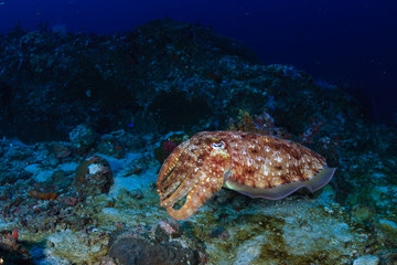 Naklejka na ściany i meble Colorful and curious Pharaoh Cuttlefish (Sepia pharaonis) on a tropical coral reef in Thailand