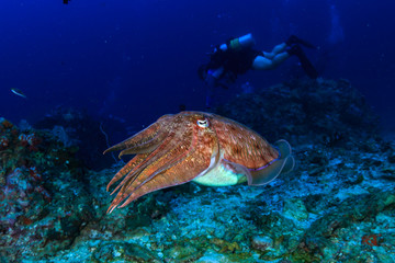 Colorful and curious Pharaoh Cuttlefish (Sepia pharaonis) on a tropical coral reef in Thailand