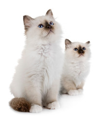 Fototapeta premium birman kociak w studio
