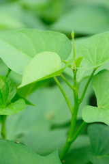 green sweet potato leaves in growth at filed