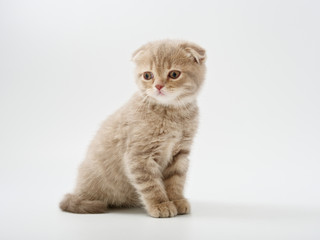 Obraz na płótnie Canvas little kittens british fold on white background