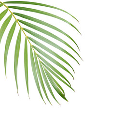 Obraz premium tropical green palm leaf isolated on white for summer background