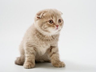 little kittens british fold on white background