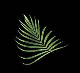 tropical green palm leaf isolated on white for summer background