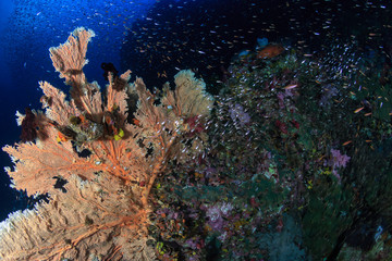 Fototapeta na wymiar Large delicate seafans surrounded by tropical fish on a coral reef