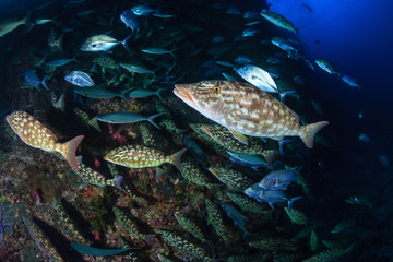Long-nosed Emperor (Lethrinus olivaceus)  and Bluefin Trevally (Caranx melampygus) hunting together on a tropical coral reef at sunset (Richelieu Rock, Thailand)