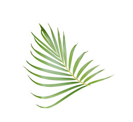 tropical green palm leaf isolated on white for summer background