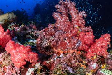Naklejka na ściany i meble A well hidden Bearded Scorpionfish (Scorpaenopsis barbata) hidden amongst soft corals on a tropical reef (Richelieu Rock, Thailand)