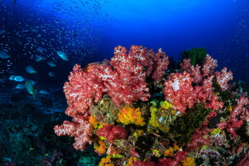 Clouds of colorful tropical fish swimming around a healthy tropical coral reef
