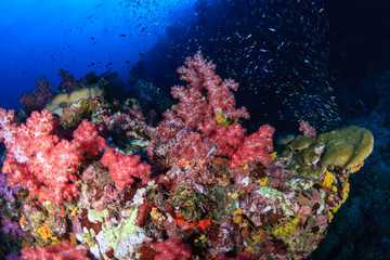 Naklejka na ściany i meble A well hidden Bearded Scorpionfish (Scorpaenopsis barbata) hidden amongst soft corals on a tropical reef (Richelieu Rock, Thailand)