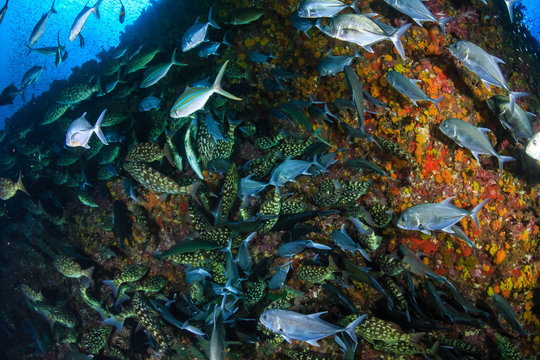 Long-nosed Emperor (Lethrinus olivaceus)  and Bluefin Trevally (Caranx melampygus) hunting together on a tropical coral reef at sunset (Richelieu Rock, Thailand)