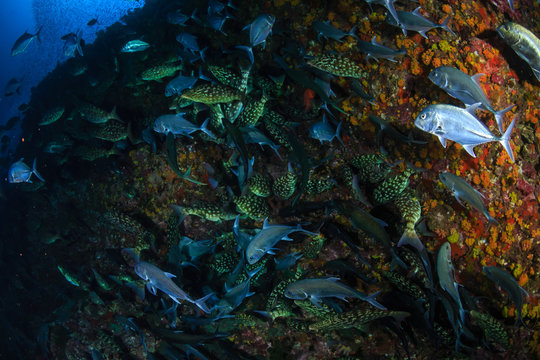 Long-nosed Emperor (Lethrinus olivaceus)  and Bluefin Trevally (Caranx melampygus) hunting together on a tropical coral reef at sunset (Richelieu Rock, Thailand)