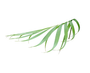 tropical green palm leaf isolated on white for summer background