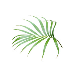 Naklejka na ściany i meble tropical green palm leaf isolated on white for summer background