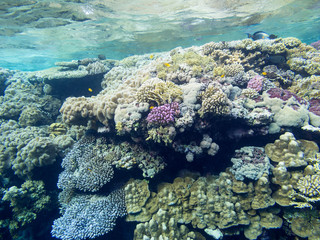 Naklejka na ściany i meble Colorful coral reef at the bottom of tropical sea, underwater landscape